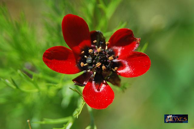 adonis annua.JPG